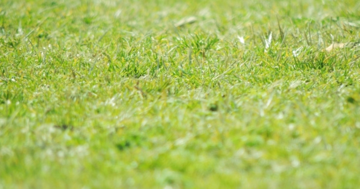 野芝のお手入れ 特徴や育てるときのコツ 作業時のリスクを解説 草刈り110番
