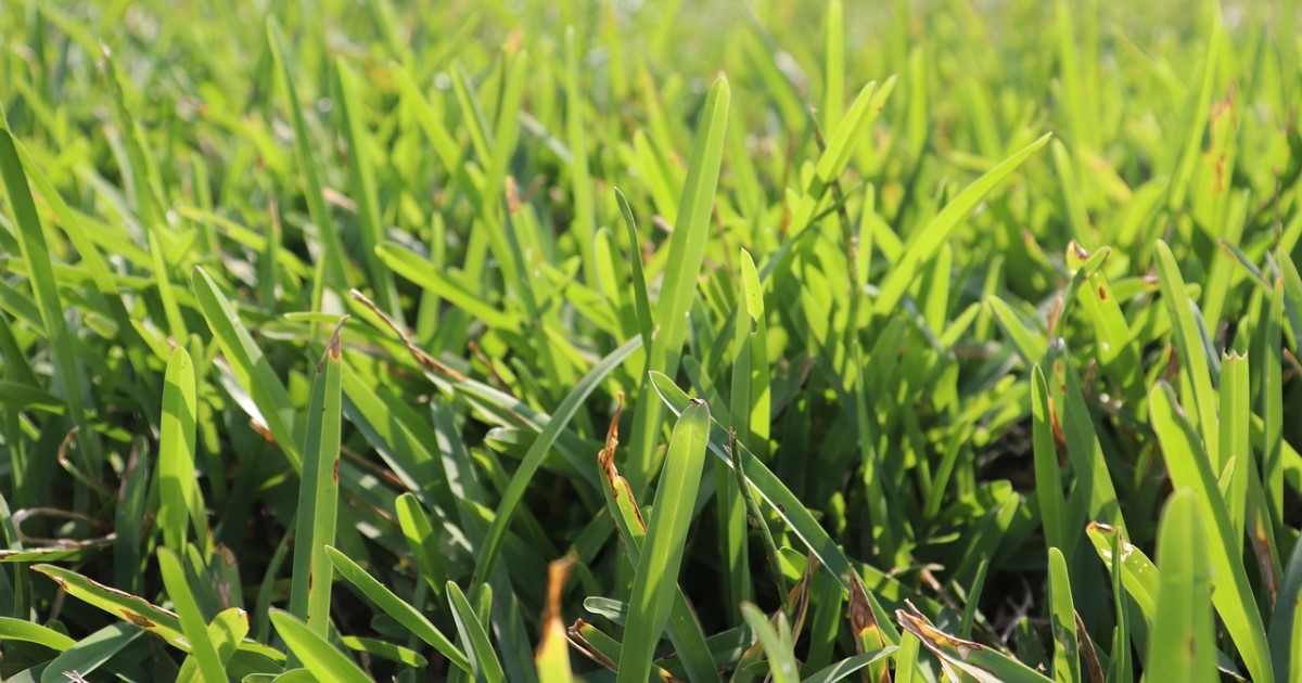 芝生のお手入れ方法はおもに5種類｜年間カレンダー&芝生の種類