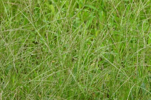 メヒシバは厄介な雑草！【芝生と庭】それぞれの駆除・対策方法を解説